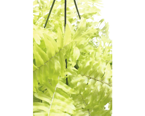 Hängepflanze Farn mit grünen Blättern