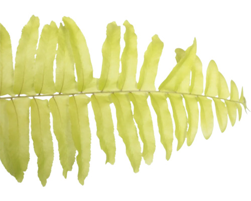 Nahaufnahme eines Farnblattes