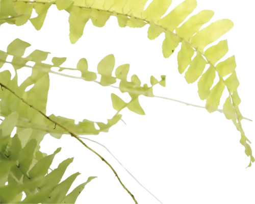 Nahaufnahme von Farnblättern