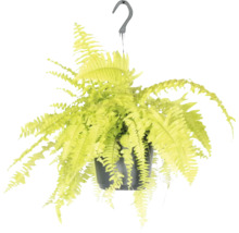 Plante suspendue fougère en pot avec crochet