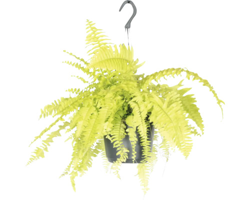 Fougère de Boston jaune suspension FloraSelf Nephrolepis Blonde suspension Ø 17 cm Plante suspendue fougère en pot avec crochet