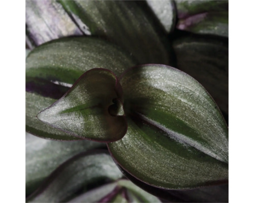 Nahaufnahme einer Tradescantia Zimmerpflanze mit Blättern
