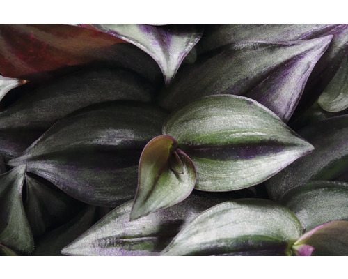 Nahaufnahme von Tradescantia-Blättern
