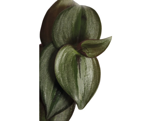 Nahaufnahme einer Tradescantia Zimmerpflanze mit Blättern