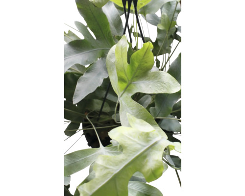 Aufsicht auf einen Korb mit Geweihfarn Zimmerpflanze.