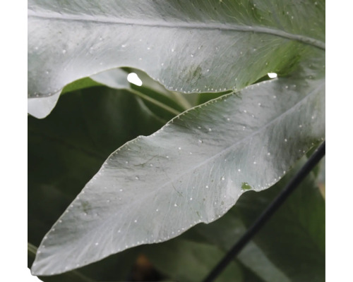 Nahaufnahme von Farnblättern