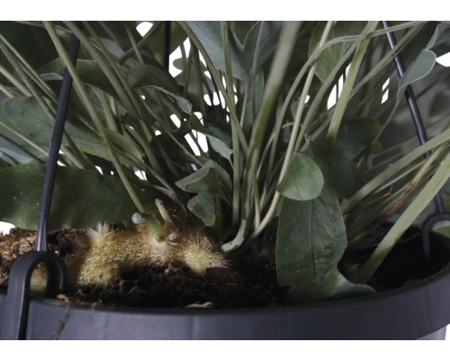 Detailaufnahme einer künstlichen Hängepflanze in einem Topf