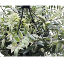 Plante suspendue avec des feuilles vertes et blanches dans un pot suspendu.