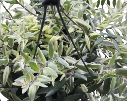 Plante suspendue avec des feuilles vertes et blanches dans un pot suspendu.