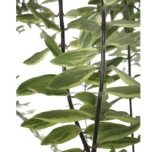 Gros plan d''une plante verte avec des feuilles rayées et des tiges foncées.
