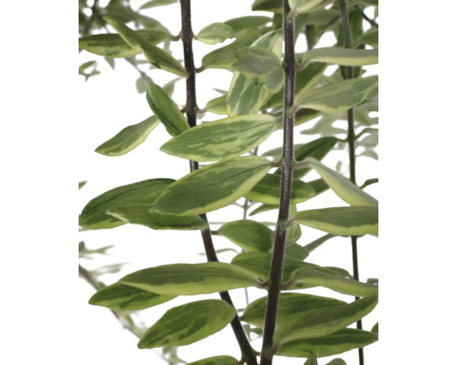 Gros plan d''une plante verte avec des feuilles rayées et des tiges foncées.