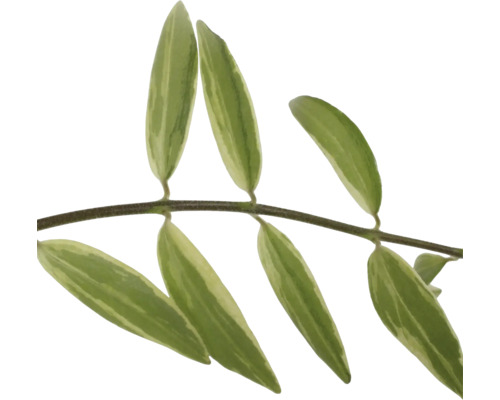 Branche avec des feuilles oblongues à rayures vertes