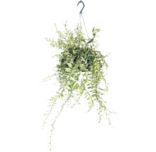 Plante suspendue avec des feuilles vertes dans un pot, prête à être suspendue
