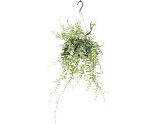 Plante à rouge à lèvres bicolore suspension FloraSelf Aeschynanthus Bolero bicolore suspension Ø 17 cm Plante suspendue avec des feuilles vertes dans un pot, prête à être suspendue