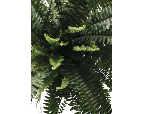 Nahaufnahme eines hängenden Schwertfarns