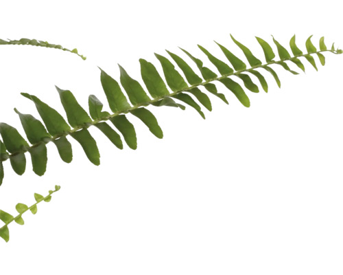 Zweig Farn mit grünen Blättern