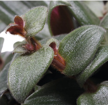 Gros plan d''un tradescantia, plante d''intérieur avec des feuilles vertes