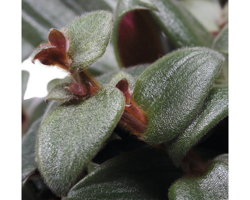 Nahaufnahme einer Tradescantia Zimmerpflanze mit grünen Blättern