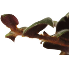 Gros plan d''une plante d''intérieur avec des feuilles et une tige