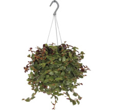 Plante suspendue en pot avec crochet de suspension