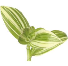 Plante d''intérieur à feuilles rayées