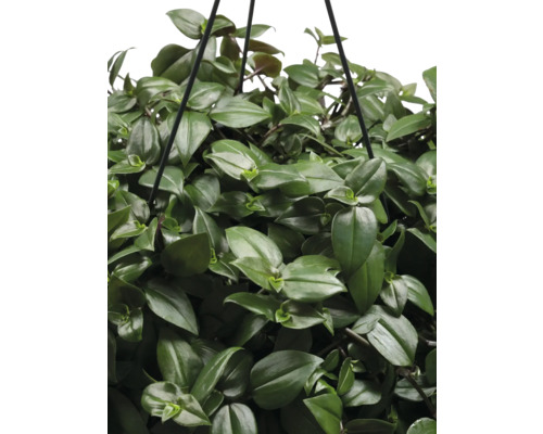 Hängepflanze mit grünen Blättern