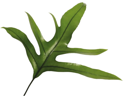 Blatt einer Pflanze