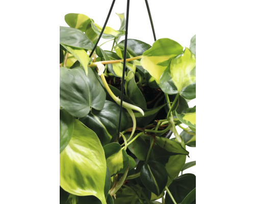 Kletternder Baumfreund zweifarbig Ampel FloraSelf Philodendron scandens Brasil Ø 17 cm Ampeltopf