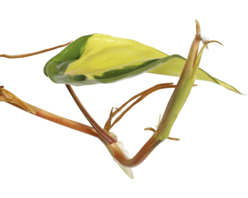 Pflanze mit grün-gelben Blättern und braunen Stängeln