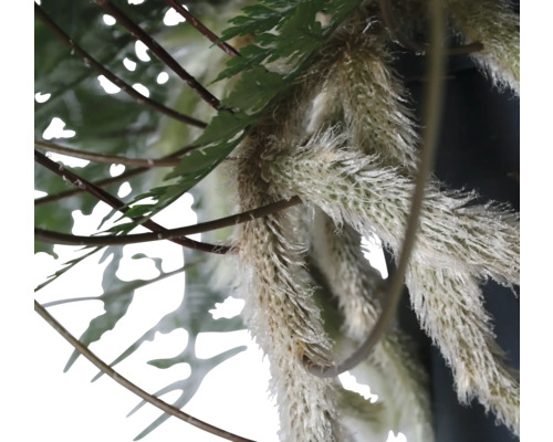 Gros plan de fougère et d''autres plantes avec des éléments décoratifs