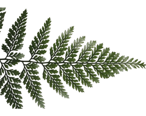 Gros plan d''une fronde de fougère