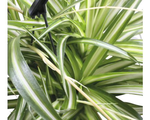 Nahaufnahme einer Grünlilie