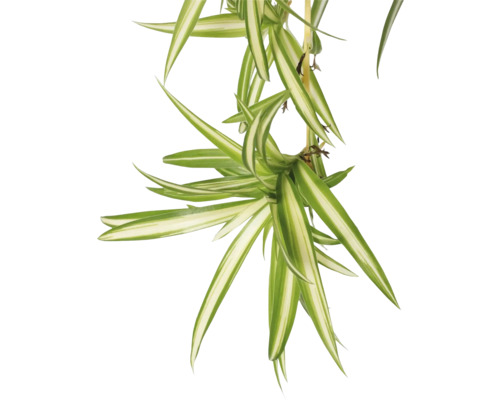 Grünlilie Pflanze mit gestreiften Blättern