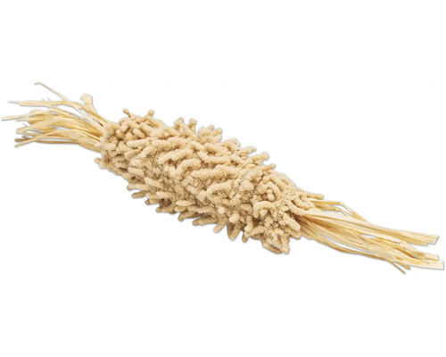 Plante de Lagurus séchée