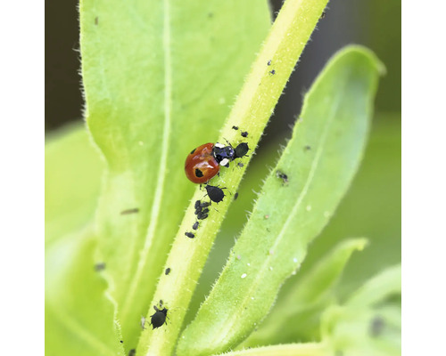 Marienkäfer frisst Blattläuse auf einer Pflanze
