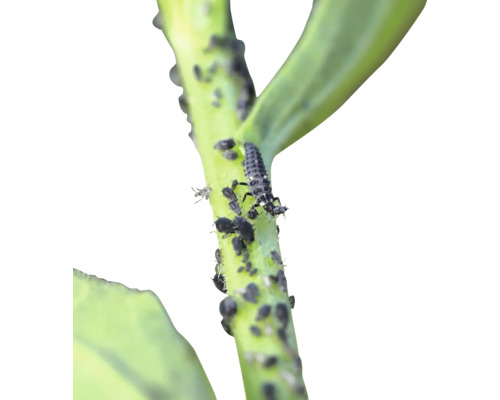 Blattlausbefall an einer Pflanze mit Marienkäferlarve zur Schädlingsbekämpfung