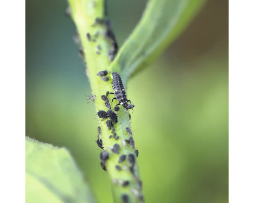 Larve de coccinelle mangeant des pucerons sur une plante.