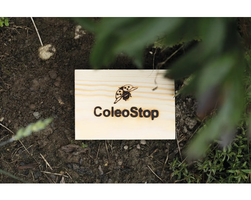 Produit ColeoStop pour la lutte antiparasitaire sur un parterre