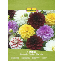FloraSelf Dahlienmischung Decorative Fantasy City, Packung mit vier Blumenzwiebeln