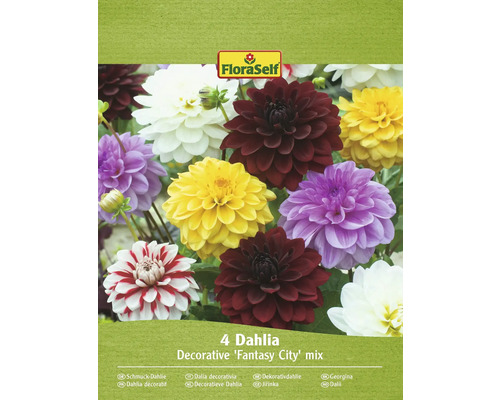 Bulbe de dahlias FloraSelf Mélange décoratif Fantasy City-Mix' 4 pièces