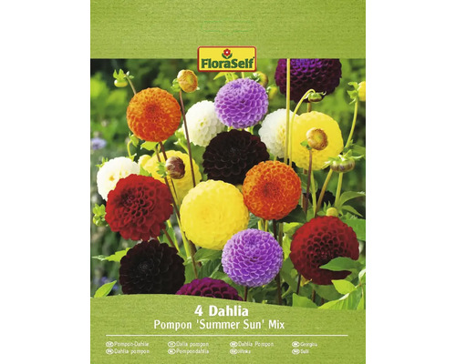 Bulbe de dahlias FloraSelf 'Pompon Summer Sun' 4 pièces