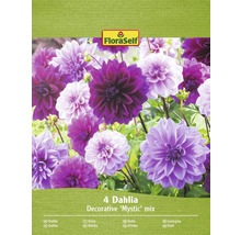Verpackung mit vier Dahlien der Sorte Decorative ''Mystic'' Mix von FloraSelf