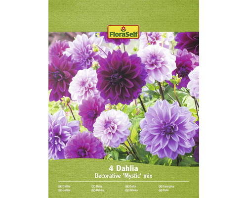 Bulbe de dahlia FloraSelf 'Décorative Mystic Mix' 4 pièces