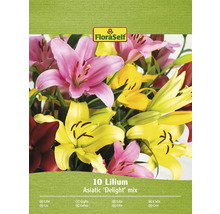 Paquet de 10 lis Asiatic Delight Mix