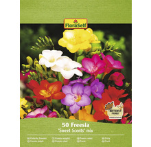 FloraSelf Freesien Blumenzwiebeln, Sweet Scents Mischung, Packung mit 50 Stück
