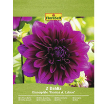 Zwei Dahlien der Sorte Dinnerplate Thomas A. Edison