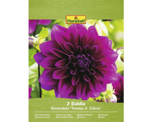 Bulbe de dahlias FloraSelf 'Thomas Edison' 2 pièces