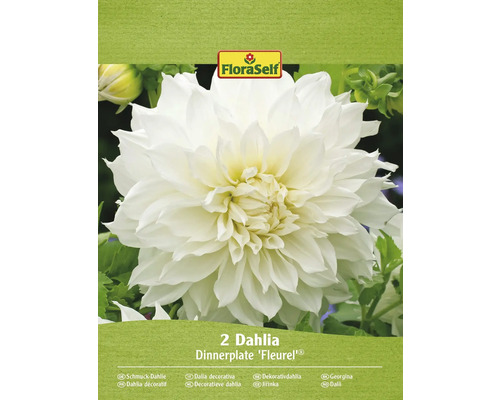 Bulbes de dahlias FloraSelf 'Fleurel' 2 pièces