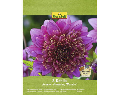 Bulbe de dahlia FloraSelf 'Mambo' 2 pièces