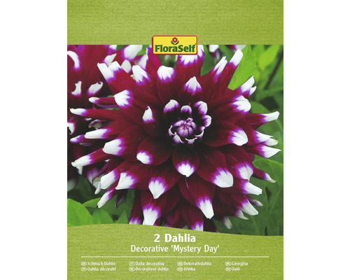 Bulbe de dahlia FloraSelf 'Mistery Day' 2 pièces